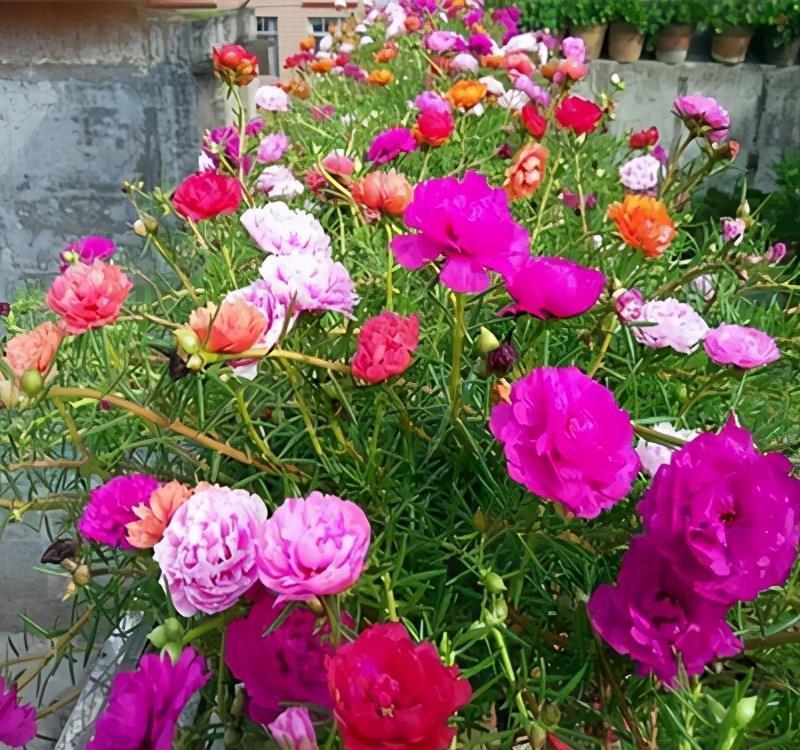 大太阳|夏天养花,就养“耐晒花”,越晒花越香,阳台变花海