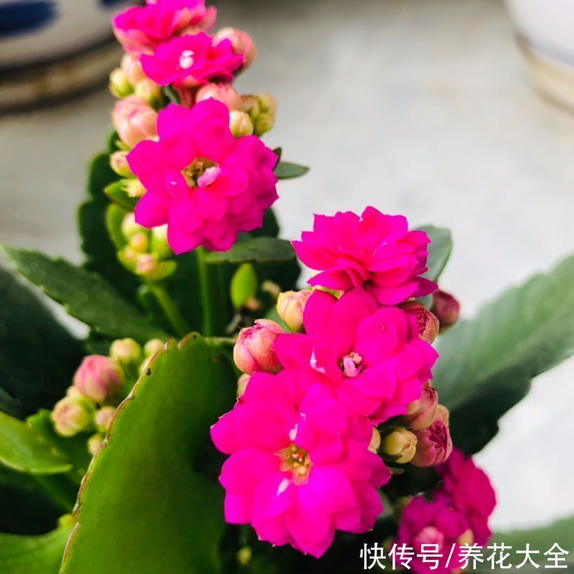 花根|想要养好长寿花，需注意“3少1丢”，来年独苗轻松变老桩