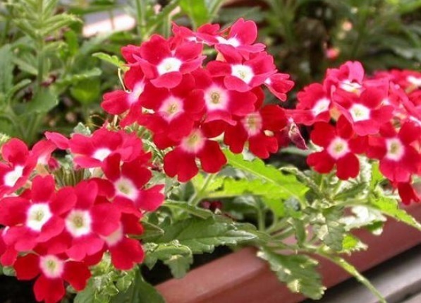 此花，沾土既活，见光就“旺”，花开“似彩虹”，一年开花200天