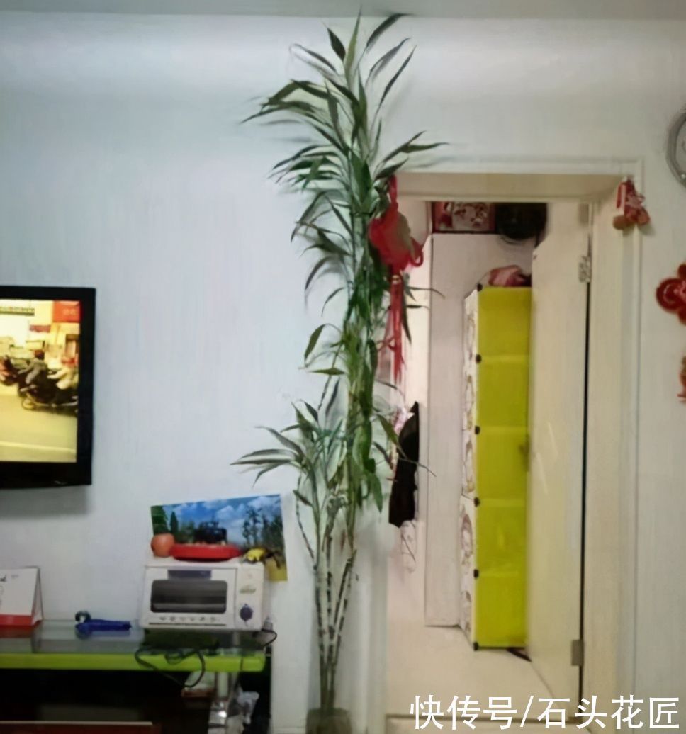 富贵竹|家里有5种花，春天记得“打头”修剪1下，这样才能长“饱满”