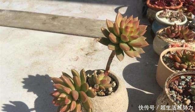 多肉水桩又被称之为白菜桩,3种补救方法,可使其再度变美!