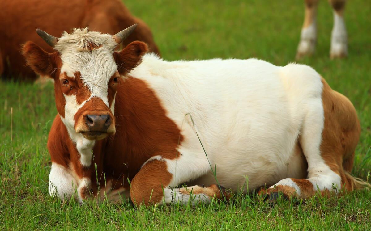 饲料|牛羊为什么先吃粗饲料，再吃青饲料，最后吃精料