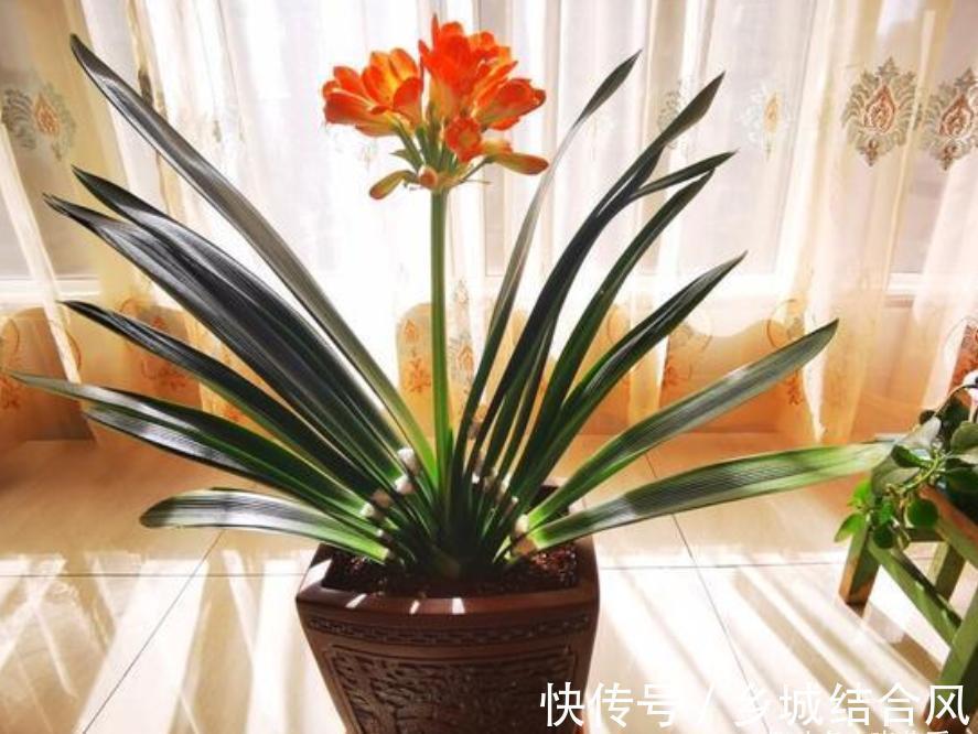 用这8种“废水”养花,青枝绿叶长得壮,开花鲜艳,环保又省钱