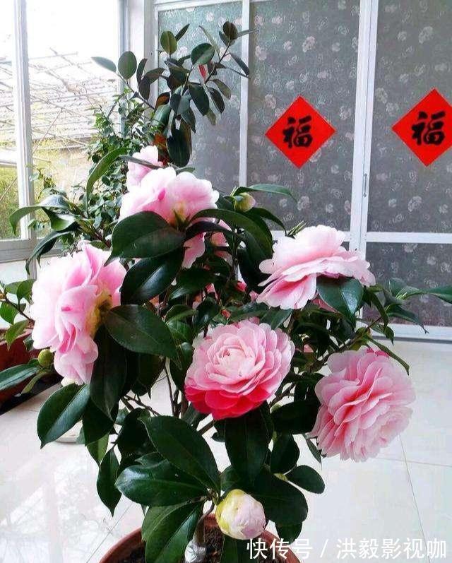 茶花生长，四季有“规律”，秋天这样养，花苞巴掌大，砰砰开大花