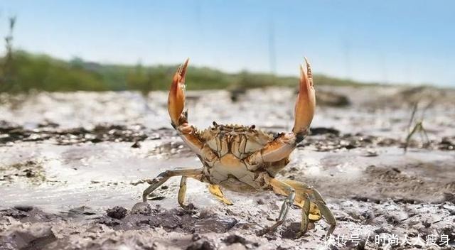 在三门“舞爪横行”的青蟹,到了最好吃的时候啦
