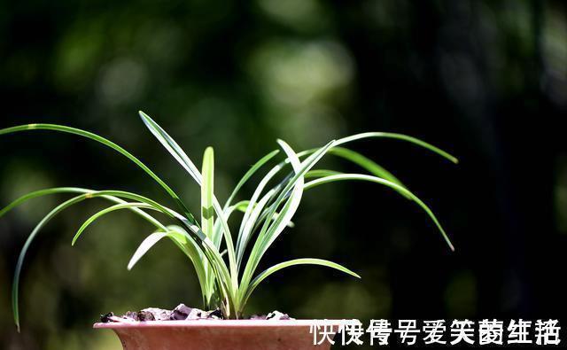 兰花弱苗复壮，仅仅是施肥吗？主要的技巧有这几点