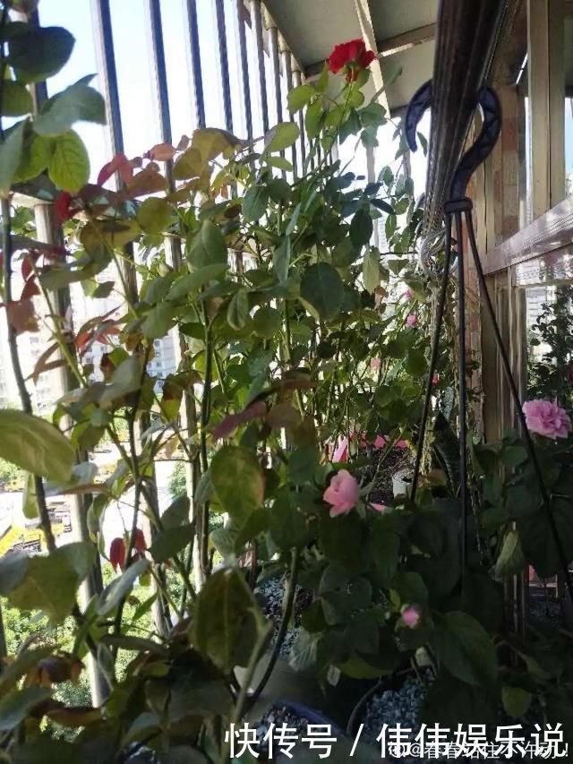 地方|夏天养花,这个地方千万别摆,否则3天死翘翘