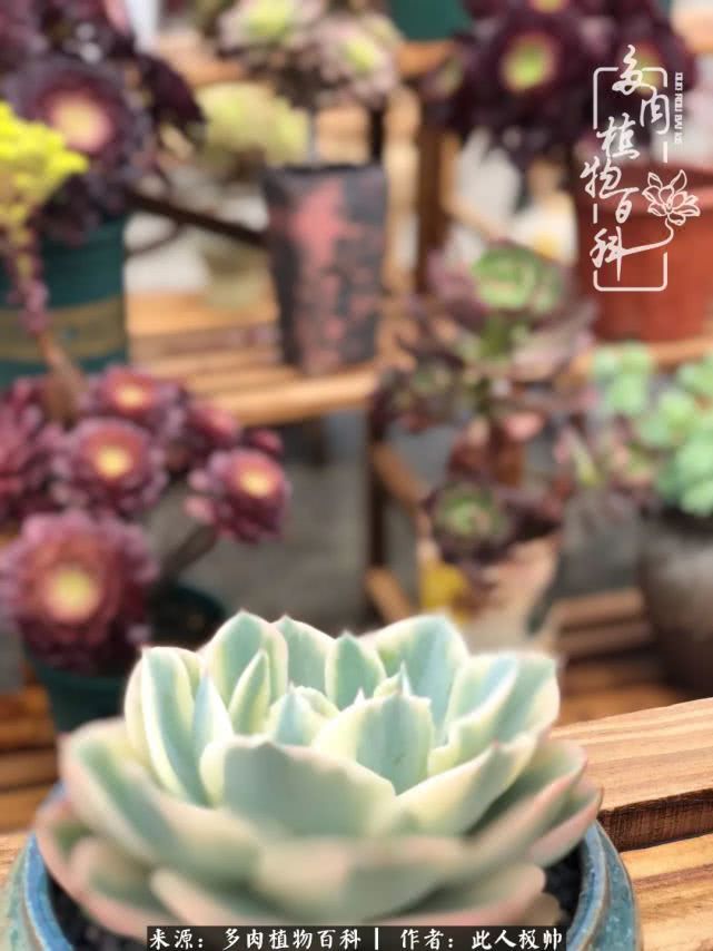 骄阳艳玫瑰，梦幻魔法师！独爱你的百媚千红！