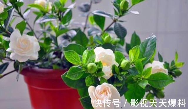 秋天4种花别着急“修剪”，当年长得枝条都是花，剪了就不开花！