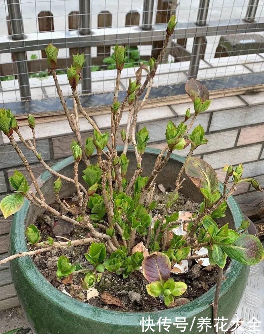 株形|7月必剪花，要抓紧时间，不然剪晚了不开花