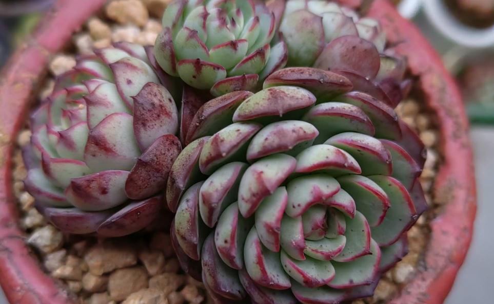 分享配土和浇水经验，包教包会，你不来瞅瞅