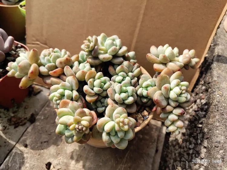 养肉多年的新手我相信它们一定可以变得更美丽！