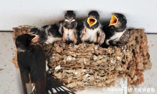小鸟出壳几天睁眼