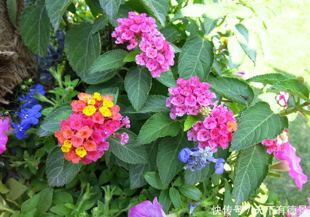 这些漂亮花，有个“赖名字”，开花美如画，叫着太“尴尬”