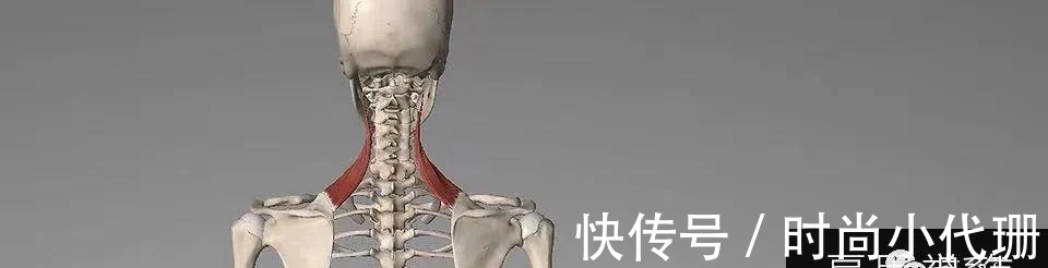 谣言|关于斜方肌的谣言，适可而止吧！