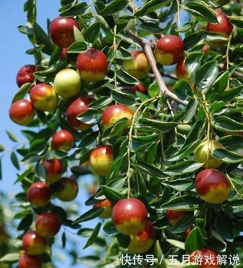 罗汉松|7种树“进宅”,旺财镇宅,延绵百年,家里有地方,一定养一棵