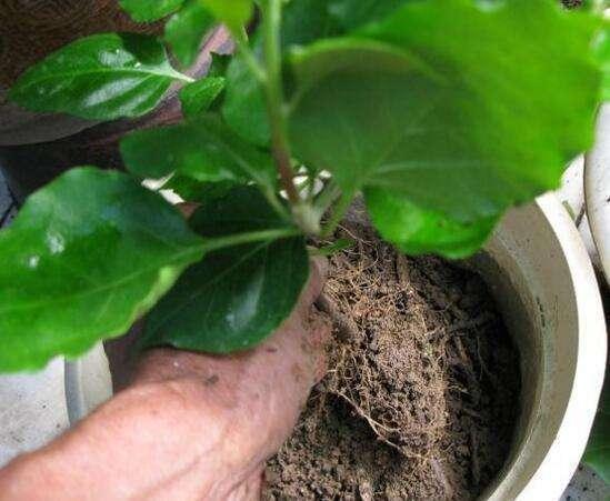 养三角梅做好这几点,根壮新叶开花多,夏天有花赏