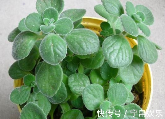 大肥|养了“碰碰香”,注意这“2处”,叶片亮、根系旺,一整年香喷喷