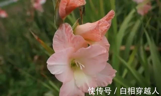 生肖|未来30天,喜鹊枝头叫,月老送姻缘,有望摆脱单身的4大生肖