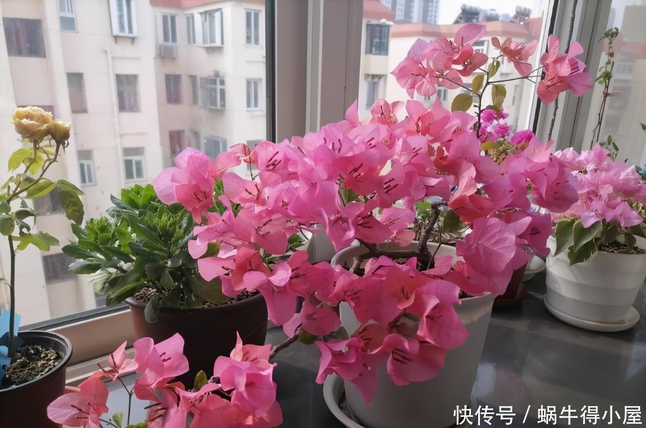 萌发|盆栽三角梅的培养方法很简单,做好3件事,植株壮实优美开花旺