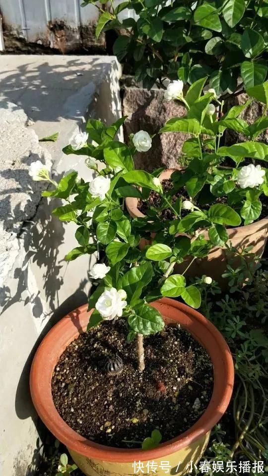 花友|花友们,茉莉花期的时候,4件事万万不能做,不然花苞呼呼落