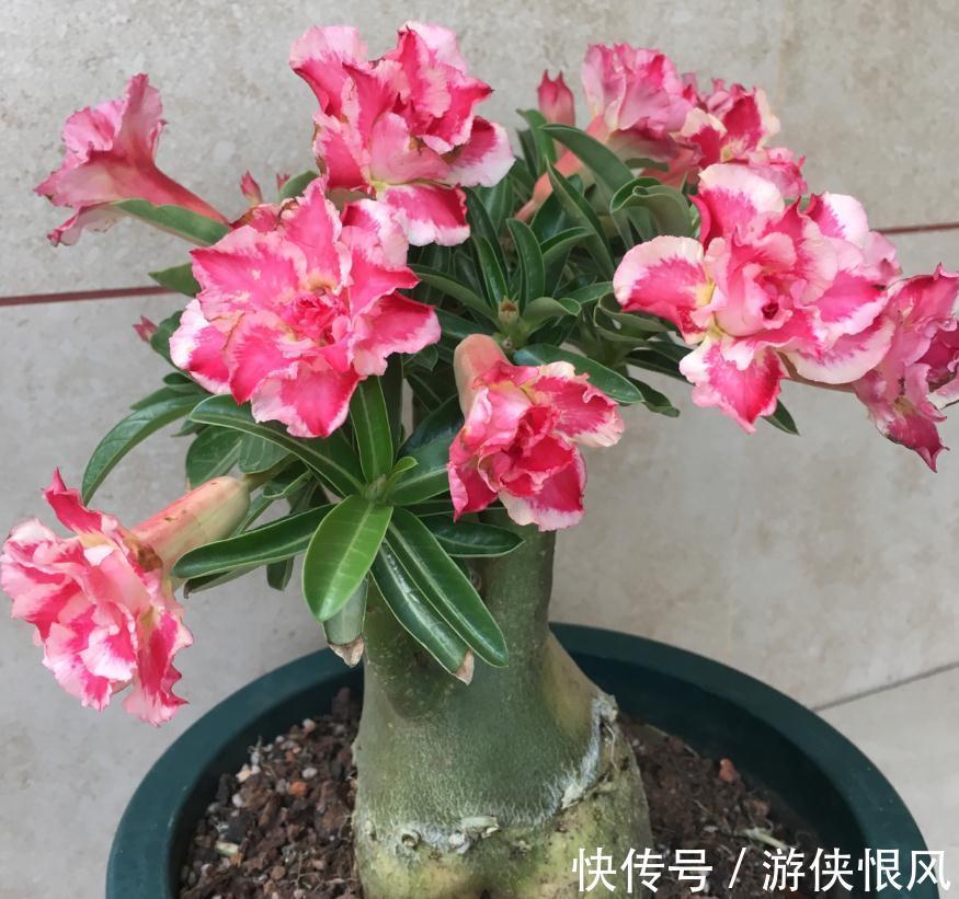 带大肚子的沙漠玫瑰,养护多注意这5点,霸气镇宅,开花比月季美