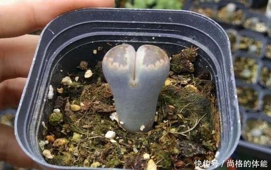 把生石花折腾成这样,看了都心疼,花友说是挽救生石花!