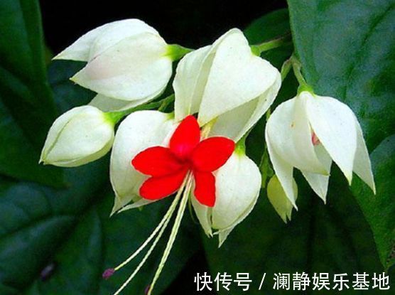 4种花深受花友的喜欢，开花爆盆很简单，大家抢着养