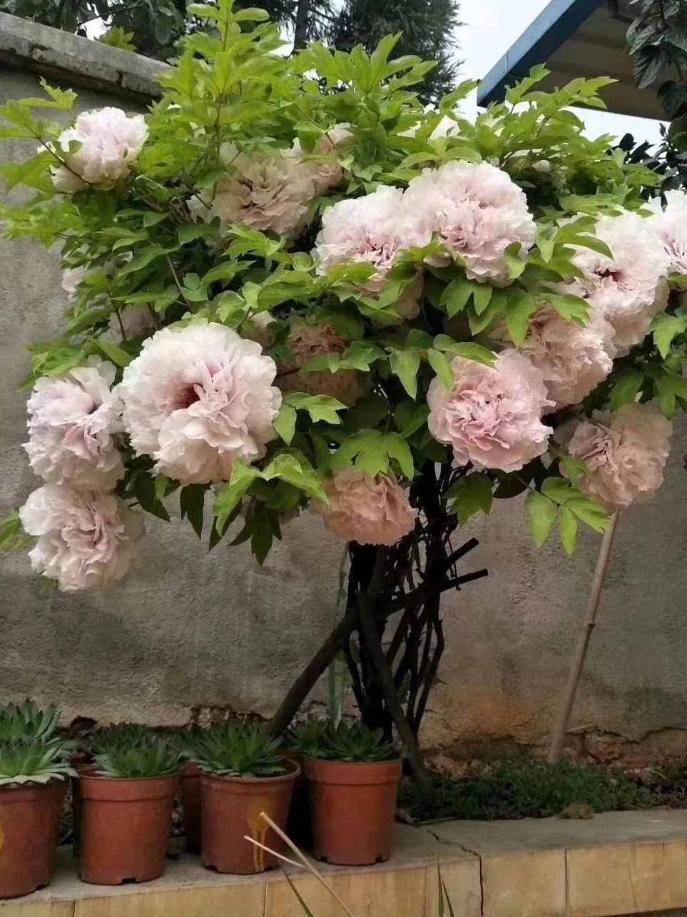 菊花|5种“吉祥花”，古代人也喜欢养，寓意好又富贵，日子越过越舒心