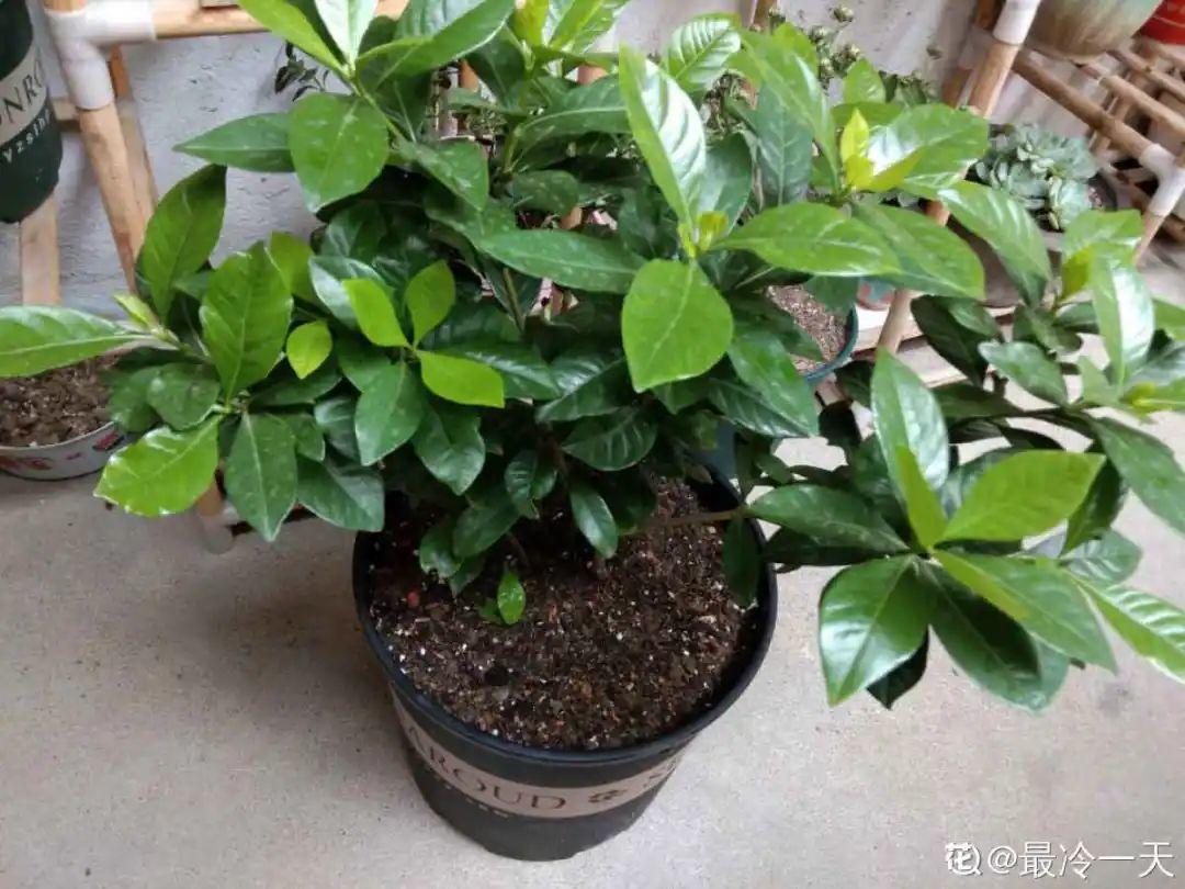 黄叶|给花浇水掺点白醋，植物根比萝卜还粗，健壮不黄叶