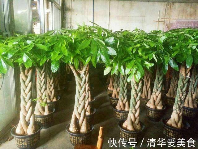 室内想养“大盆镇宅花”,建议从这10种里面选,听名字就很霸气