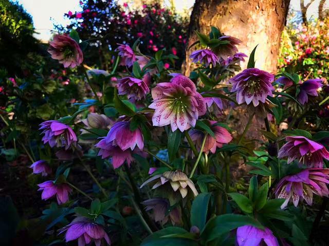 此花专挑下雪的时候开,冰肌玉骨的,花和叶都非常奇特富有趣味