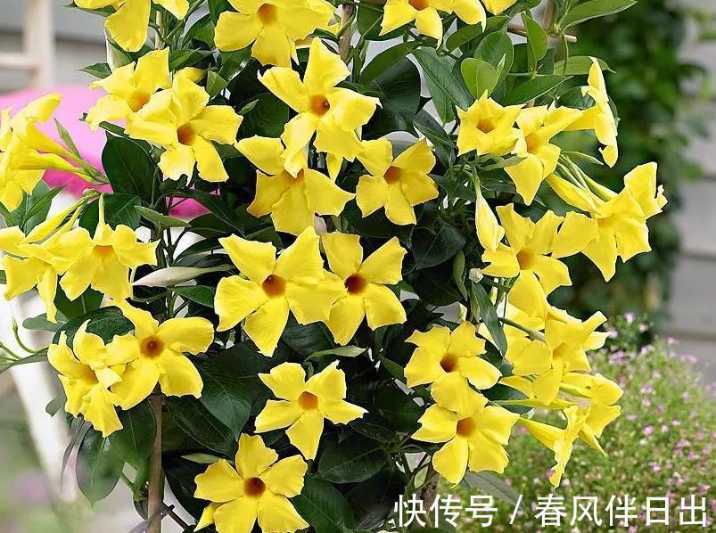 夏日|天越来越热,养花就选它,夏日不怕晒,突突开花,不能错过!