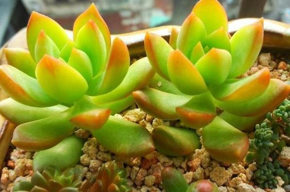 养殖''懒人花''多肉植物,盆栽牢记4点,个个染上漂亮糖果色