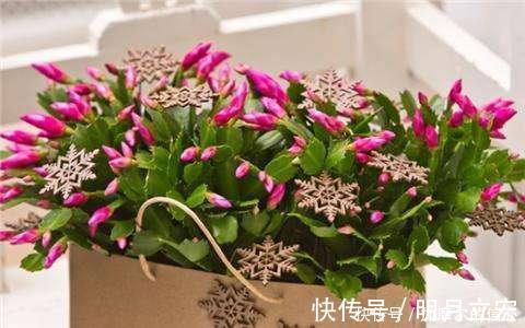 11月养蟹爪兰，用上3个狠招，一个叶片冒5个花苞，特喜人