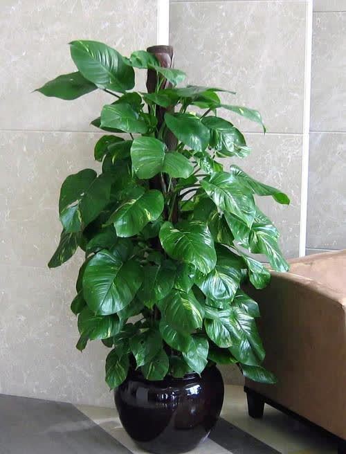 20种吉利大盆栽,客厅放一盆,吸收废气去异味,寓意好更养人