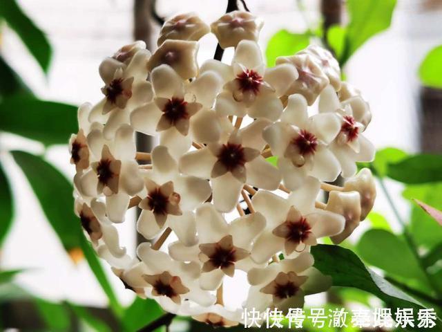 养护|4种花现在要搬进屋,要是再晒下去,就要晒成“枯草”