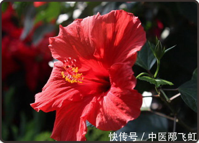 槲皮苷|扶桑花的功效与副作用