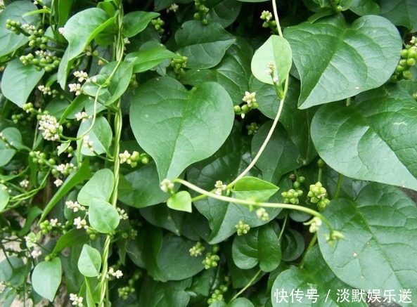 人参|乡下一种纯天然的野菜,常吃可以补肾、抗癌防衰老,食用价值高