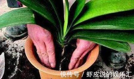 深秋时分,自制2种万能土,来年换盆用上它,肥效足开花旺