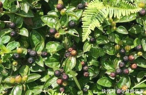 清热解毒|农村常吃一种野果,具有活血止血、清热解毒之功效,称为天然钙库