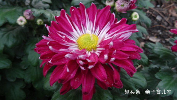 喜欢养菊，那就养“传统名菊”苍海狂龙，花型朴素大方，金黄艳丽