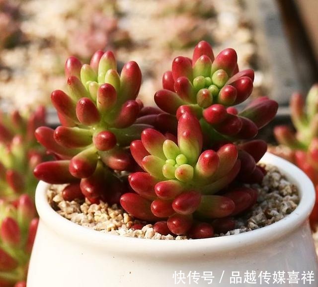 颜值|新手小白不要慌,这几款多肉好看好养又不贵