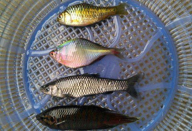 鰟鮍鱼|小时候最讨厌钓到鳑鲏鱼,离水几分钟就会烂肚子