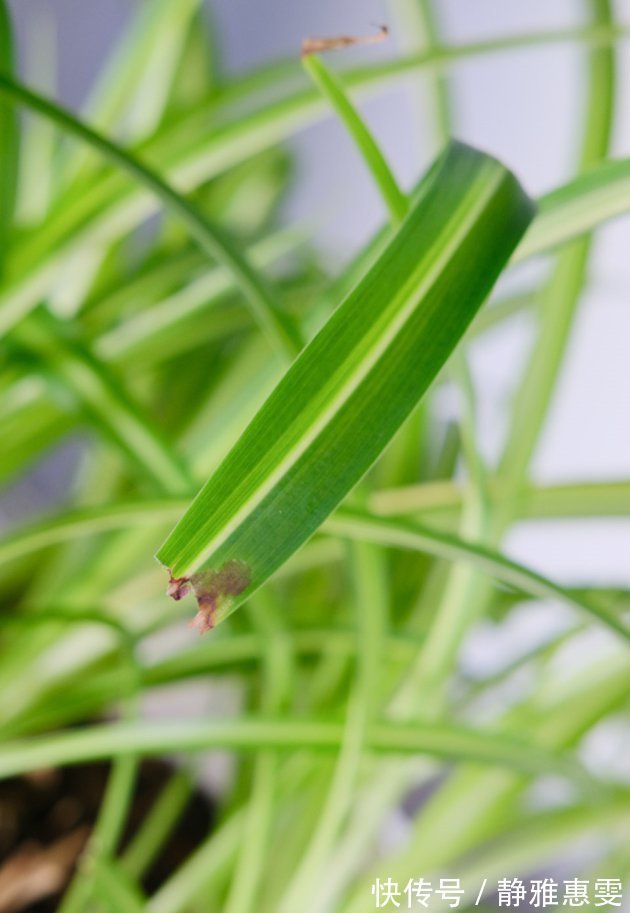 干枯|为什么吊兰总干尖?4个原因导致,对症下药好得快