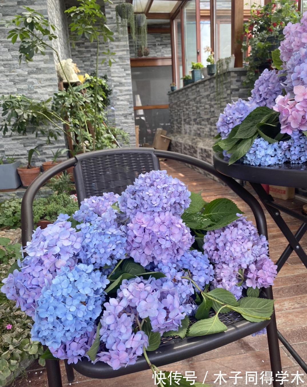 繁殖|3种花不用买,路边掰点枝叶扦插,天热生根快,轻松繁殖一大群