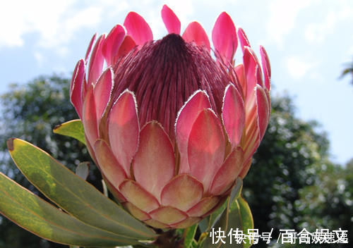 自然界|富丽堂皇的帝王花，这才是自然界的花中之王
