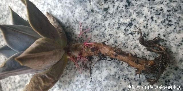 给“3种花”换盆，一定不能浇“定根水”，否则烂根多，容易死亡！