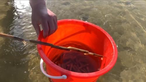 夏天,碰到此肉别手软,一次性囤30斤,放冰箱冻起来,特省事