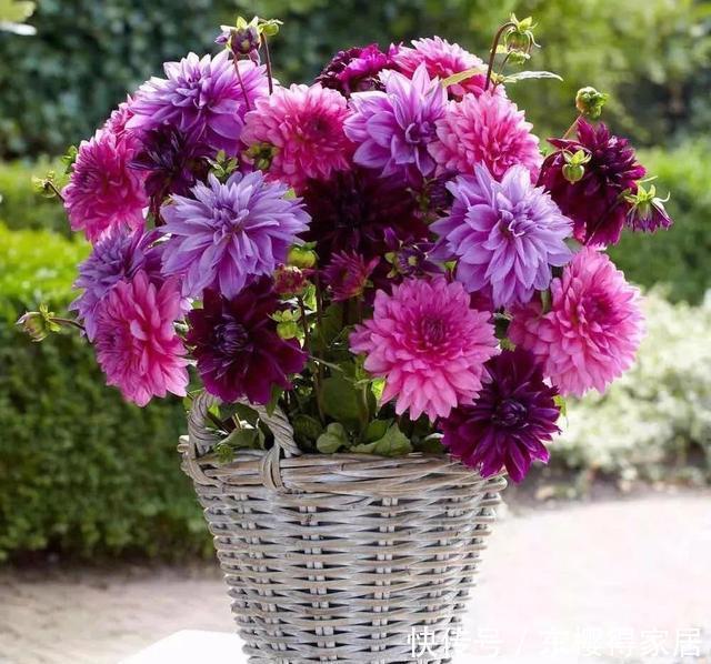 4种花华丽又高贵,看一眼就忘不了,一年四季开花不断,挤满阳台